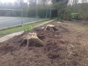 any_stump_grinding_job